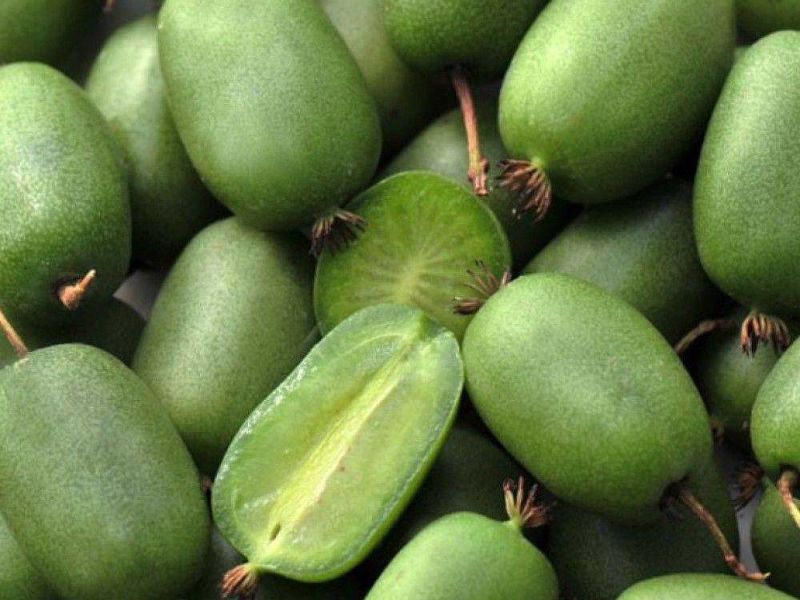 Актинидия купить саженцы из питомнике в Пушкино