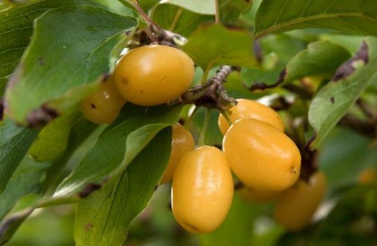 Кизил "ЯНТАРНЫЙ ЖЕЛТЫЙ"