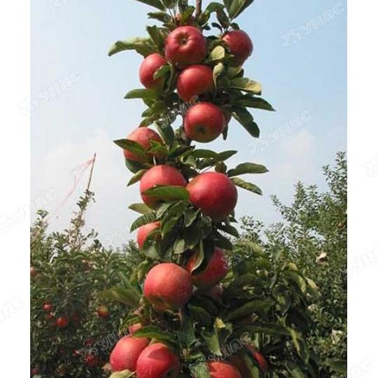 Яблоня колоновидная "ЕСЕНИЯ"