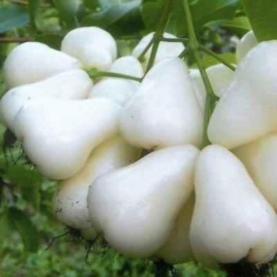 Яблоня "БЕЛАЯ РОЗА"
