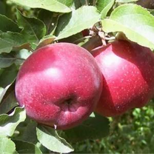 Яблоня "КУБАНСКОЕ БАГРЯНОЕ"
